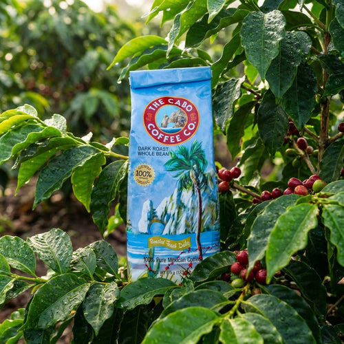 Whole Bean Medium Roast | Cabo Coffee – The Cabo Coffee Company